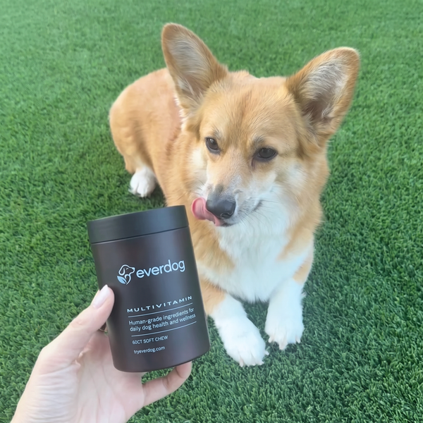 Corgi licking its lips next to a jar of Everdog Multivitamin