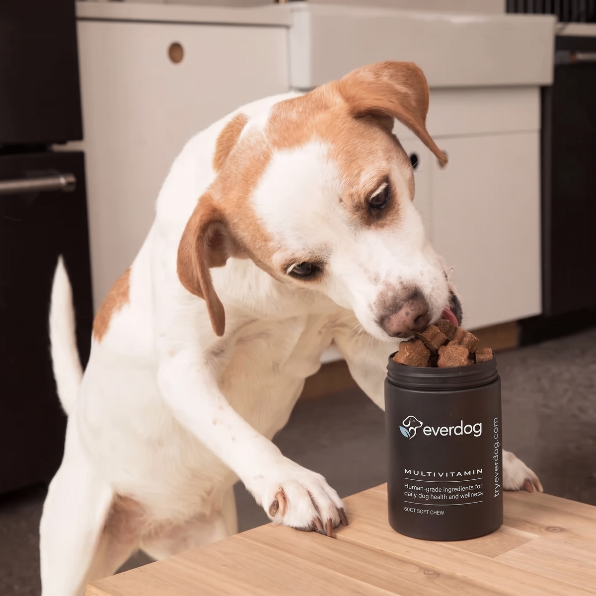Dog taking a soft chew from a jar of Everdog Multivitamin