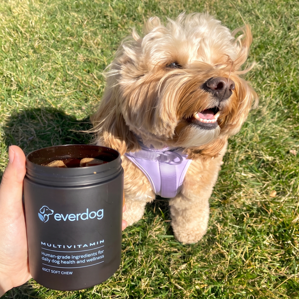 Doodle beside an open jar of Everdog Multivitamin soft chews