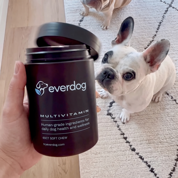 French Bulldog looking up at a jar of Everdog Multivitamin