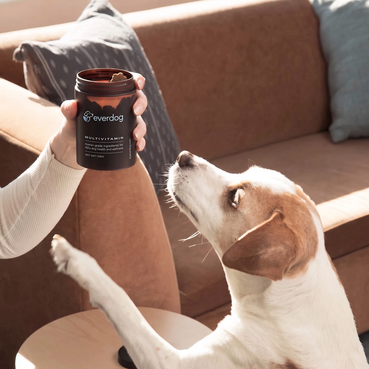 Jack Russell reaching for a jar of Everdog Multivitamin
