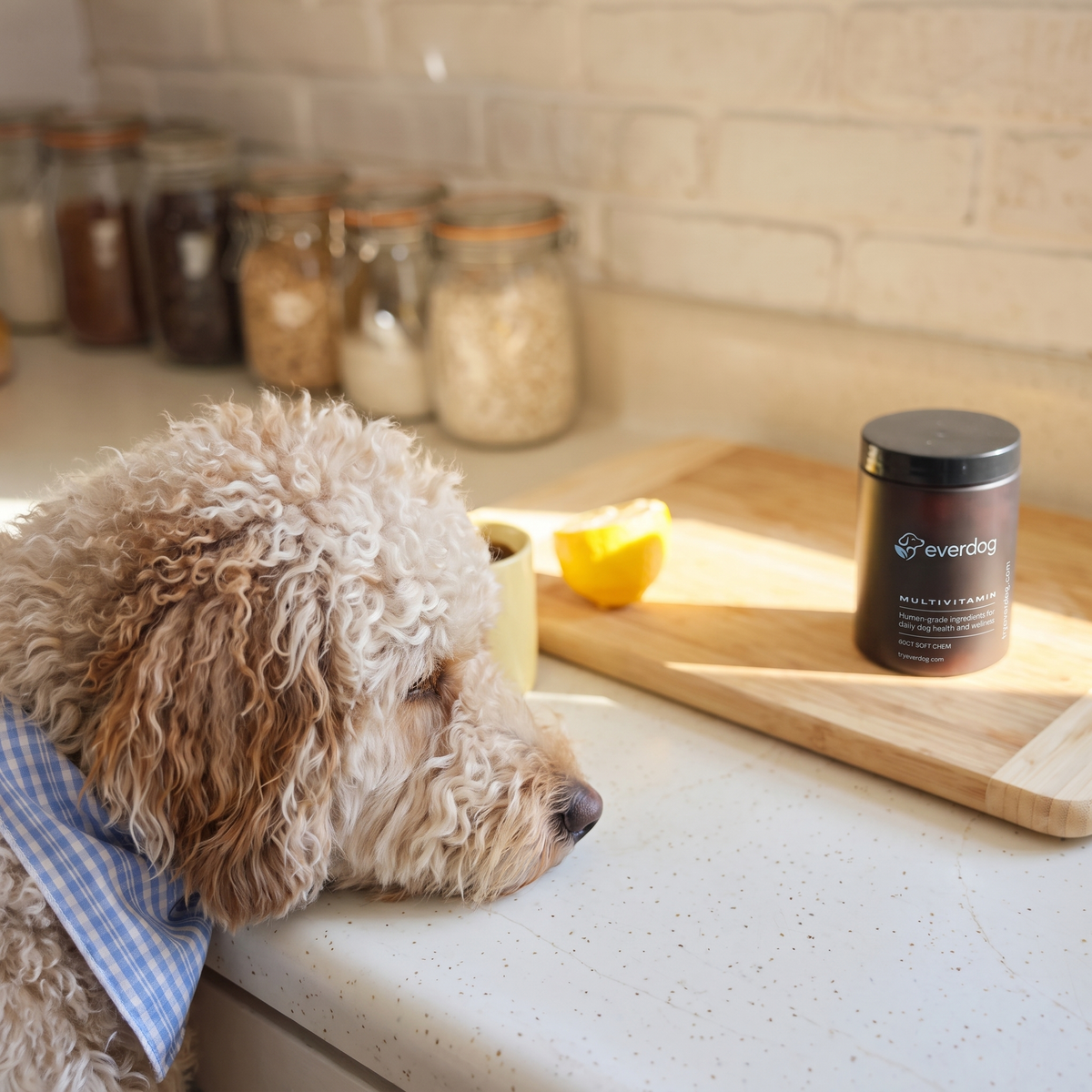 Doodle resting on a kitchen counter next to Everdog Multivitamin