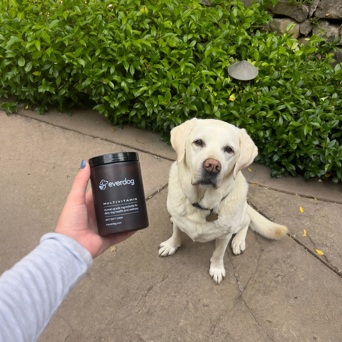 Labrador sitting beside a jar of Everdog Multivitamin