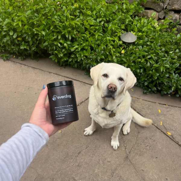 Labrador sitting beside a jar of Everdog Multivitamin