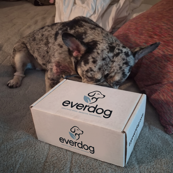 Dog sniffing an Everdog shipping box