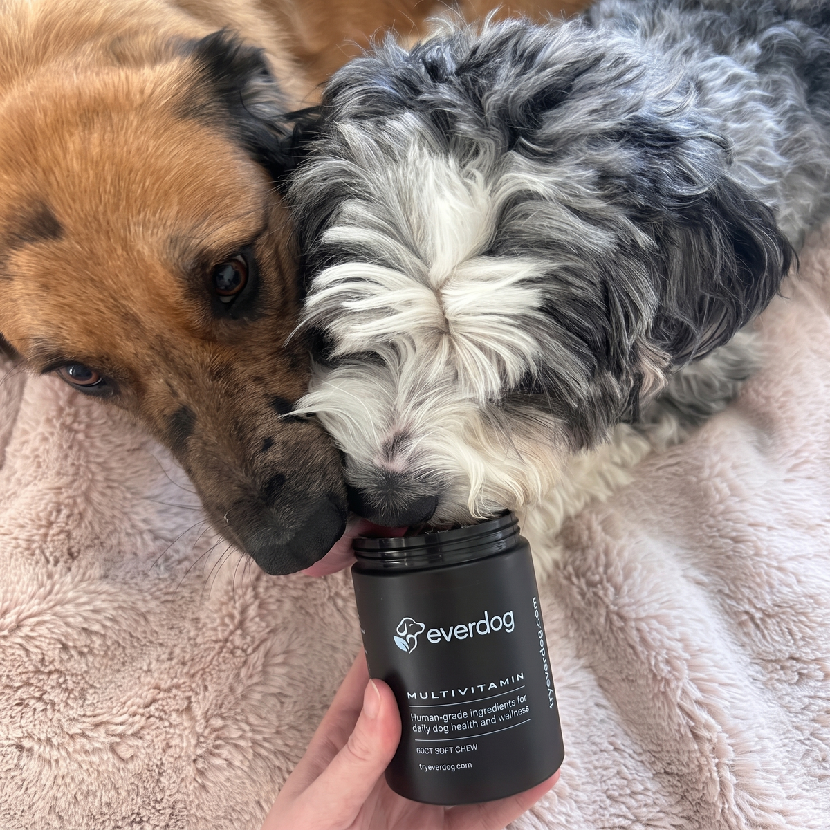 Two dogs sniffing an open jar of Everdog Multivitamin